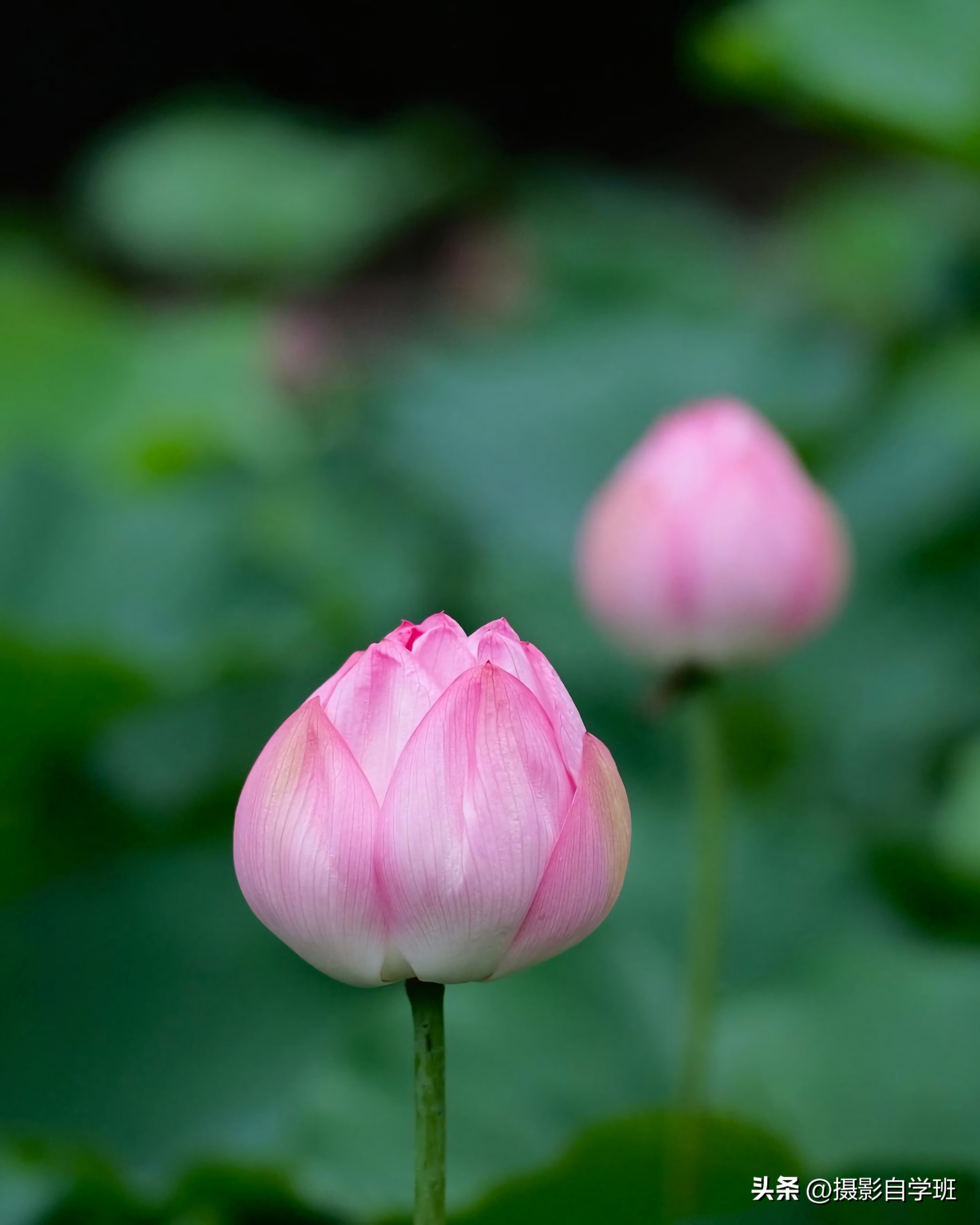 摄影后期修图教程荷花后期,手机拍摄荷花摄影师总结10个技巧