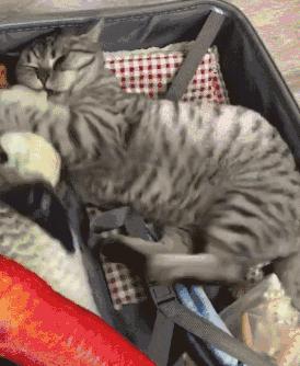 养猫首选这几种猫既便宜又好养,养猫最建议养什么猫