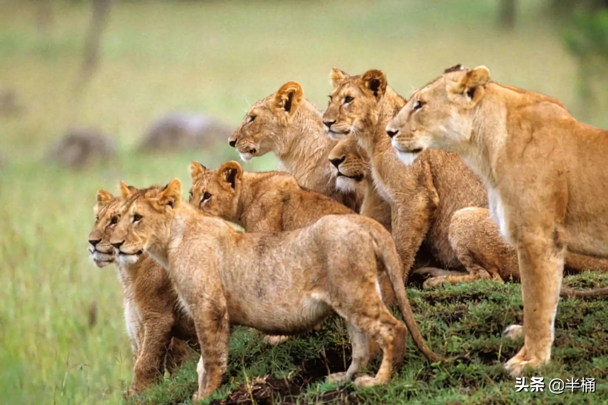 狮子的晚年如何度过,狮子老了的下场