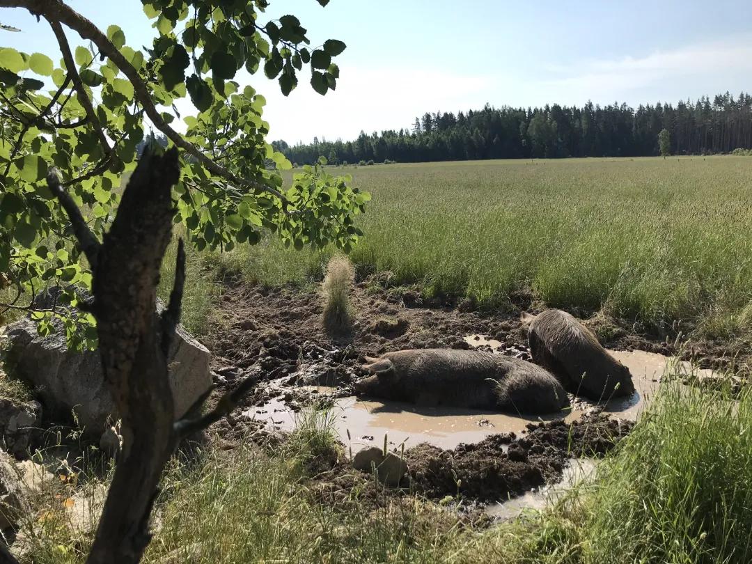 Wow,nocow！哇，没有奶牛