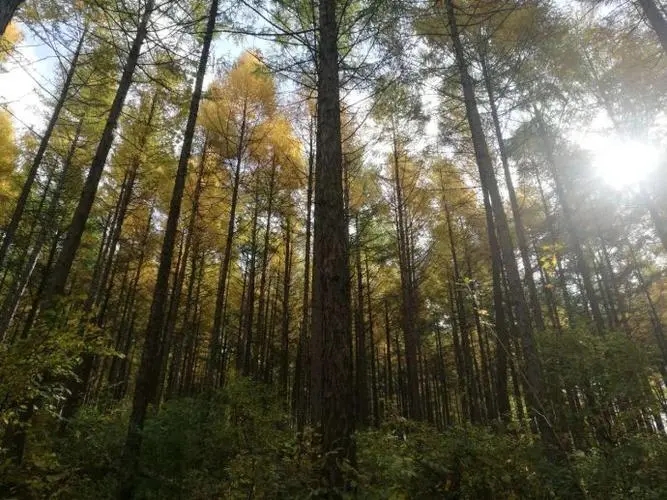 湖南嗜血野人：7岁掉入天坑，生吃蛇鼠存活8年，结局让人哭笑不得