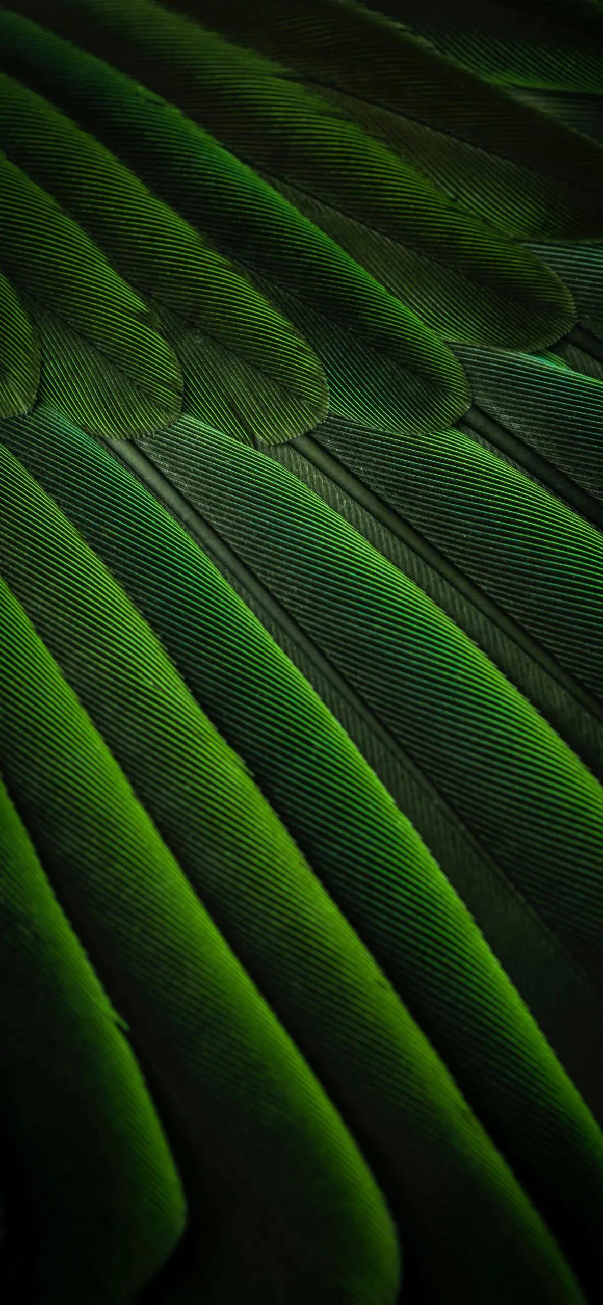 漂亮的羽毛手机壁纸,漂亮的羽毛壁纸手机超清