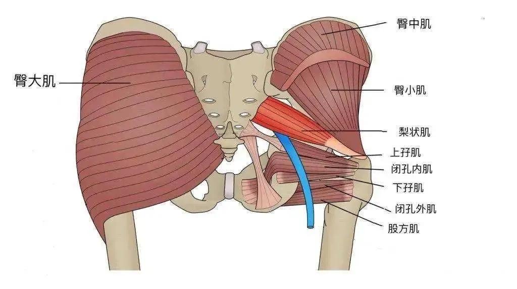 人类从古猿进化成人的盆骨的变化,人类的屁股到底有多奇怪