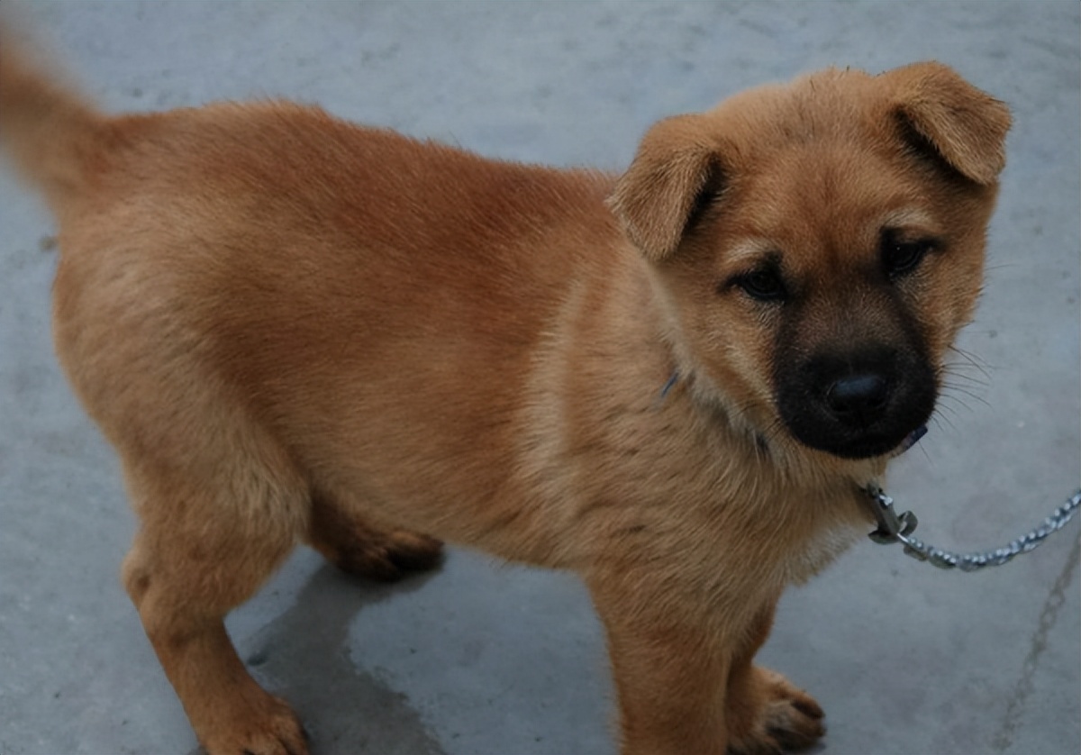 田园犬拉稀带血死掉,中华田园犬拉稀怎么办