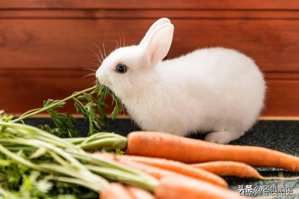 兔子打喷嚏是什么原因,兔子打喷嚏流鼻涕用什么药