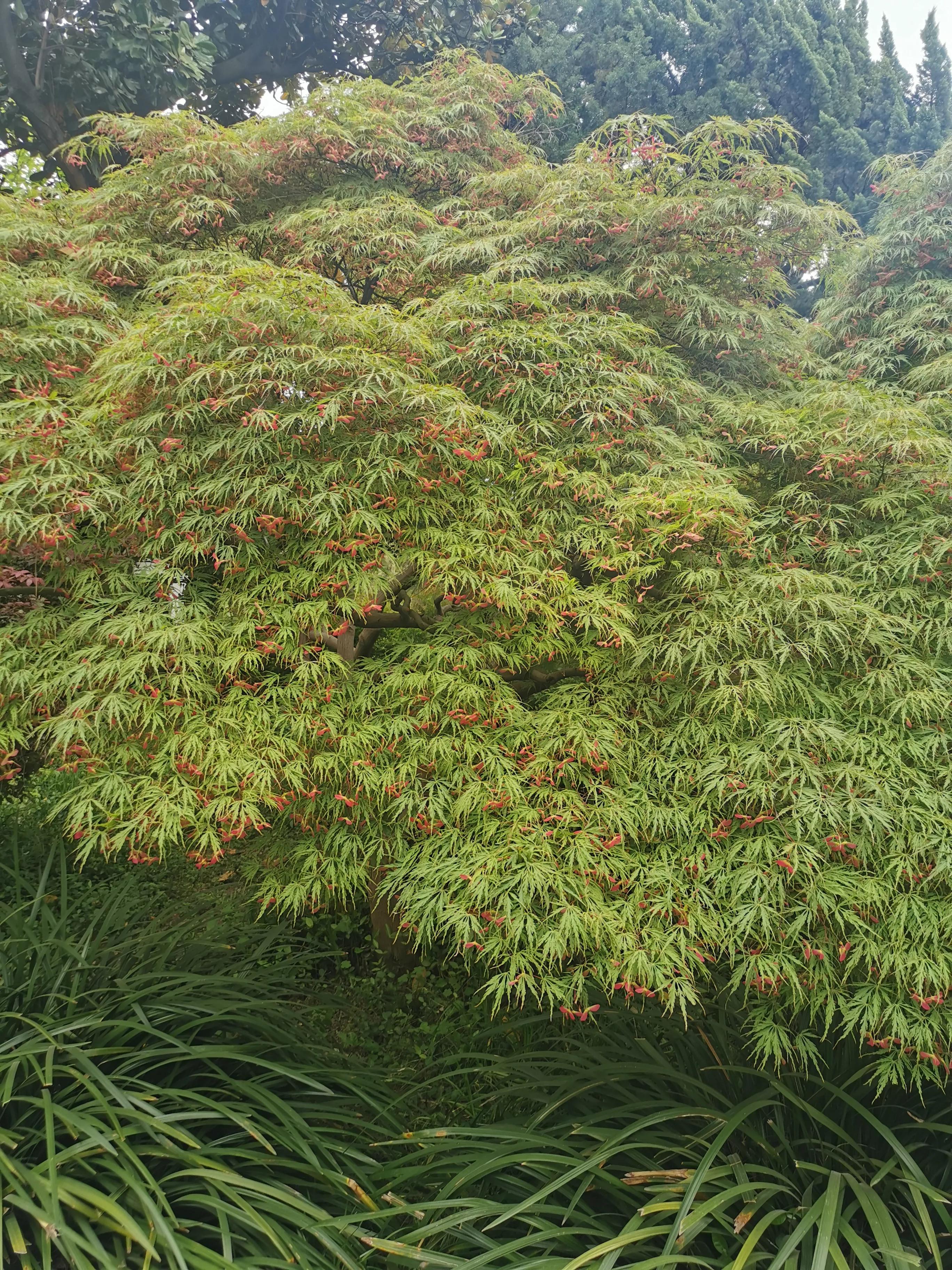 上海园林古猗园,上海古猗园留下美丽景色