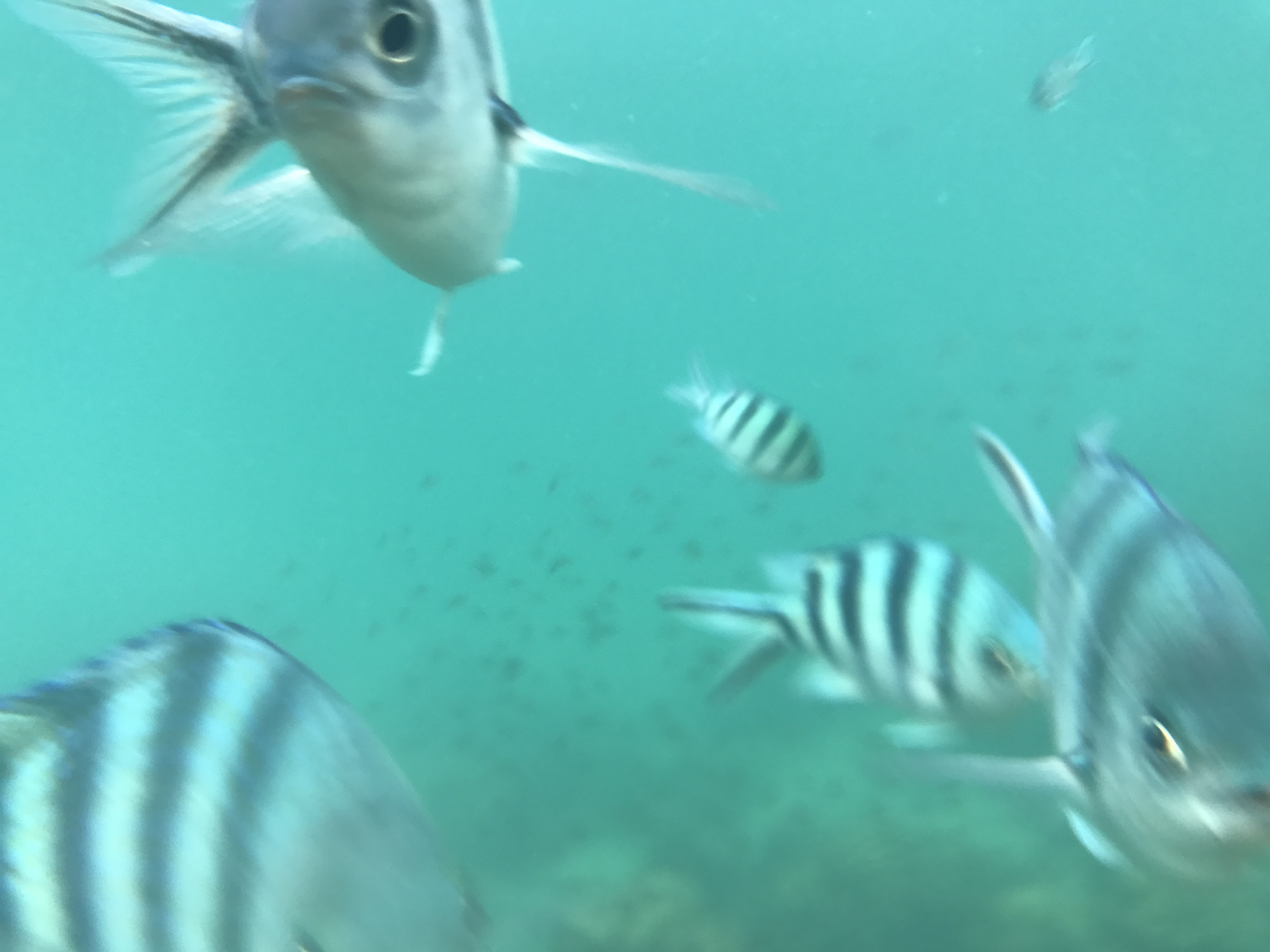 泰国旅游攻略海岛浮潜,泰国象岛跟团游