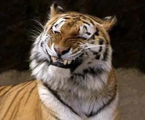 加碱水的咸肉粽,加了蜂蜜的肉松