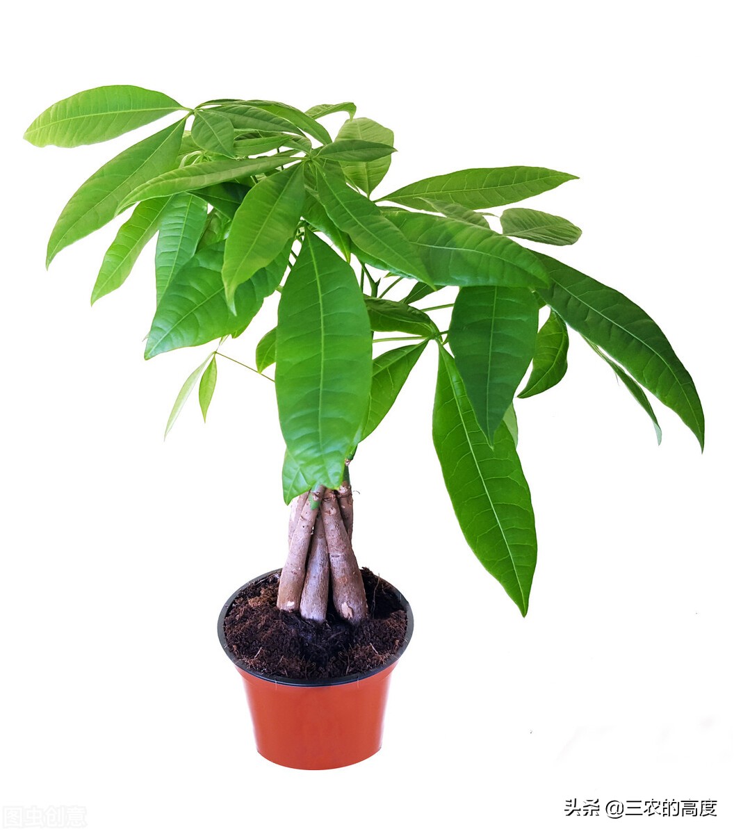 门前种这3种树家旺人也旺,门前种哪几种树旺人财