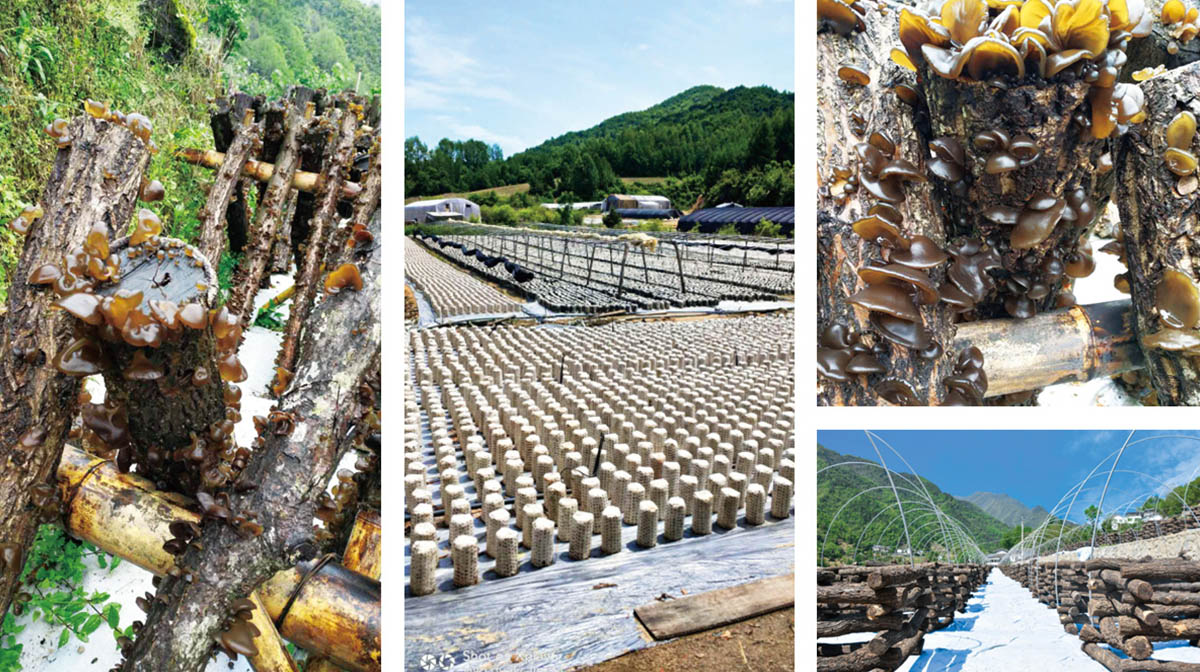 重庆野山珍商贸有限公司,重庆野山珍商贸