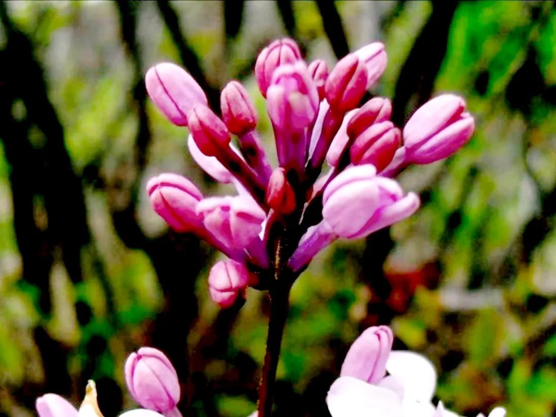 春夏之交，越来越多的花含苞欲放，这一百种娇媚蓓蕾真是美不胜收