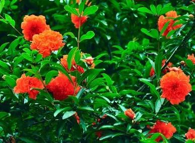 5月至7月有哪些花开,6月有哪些花开