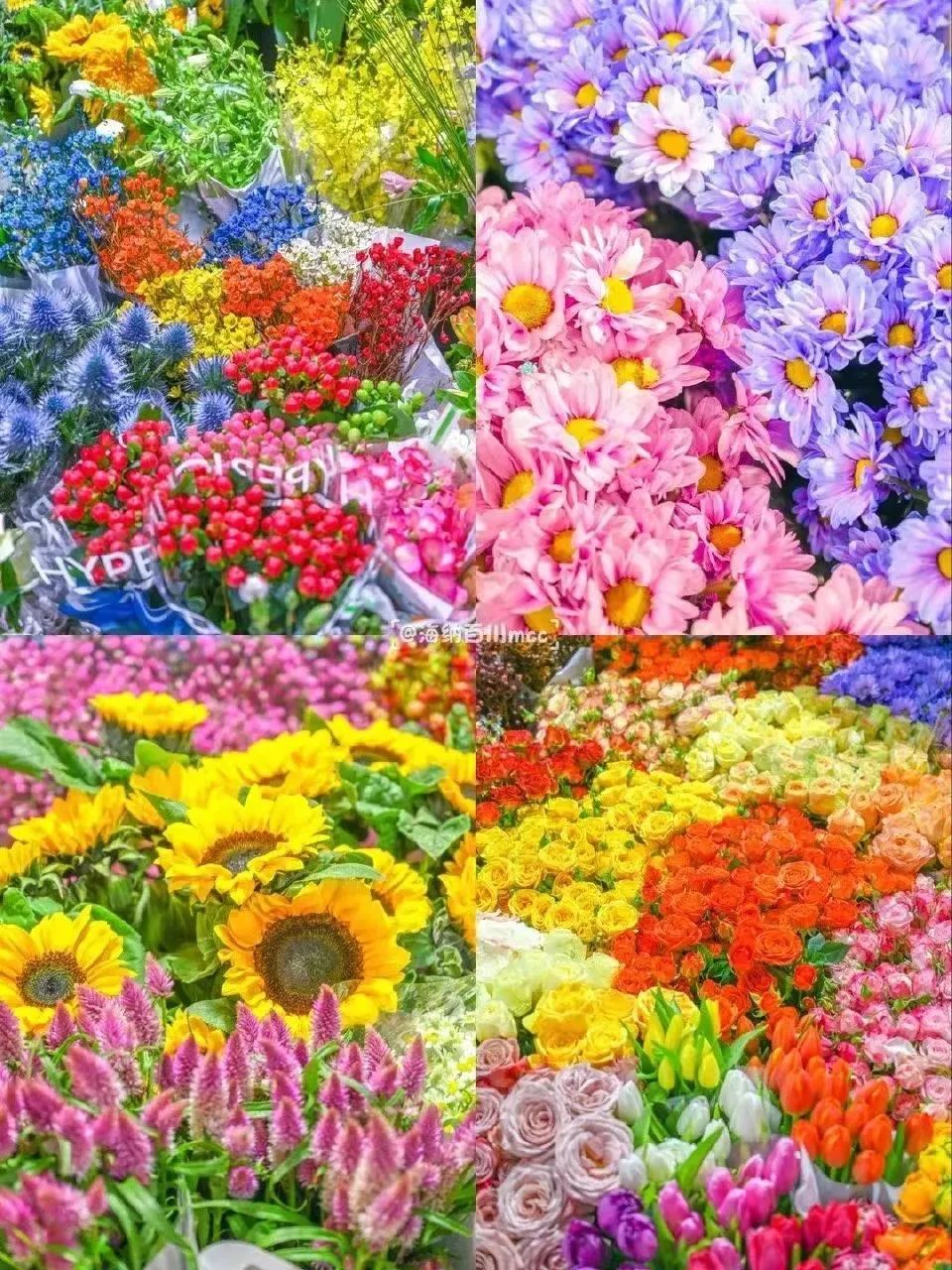 雨雪天气,来济南这些宝藏花市再合适不过了!快去把春天的浪漫抱回家吧!