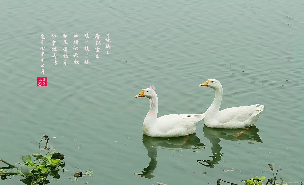 骆宾王的咏鹅你真的读懂了吗,骆宾王儿时写的咏鹅