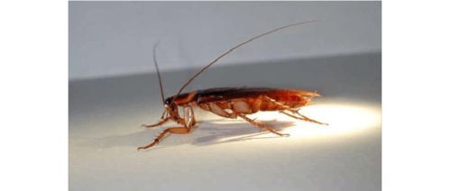 巧灭蟑螂家里放一物无蟑螂,如何灭除家里的蟑螂