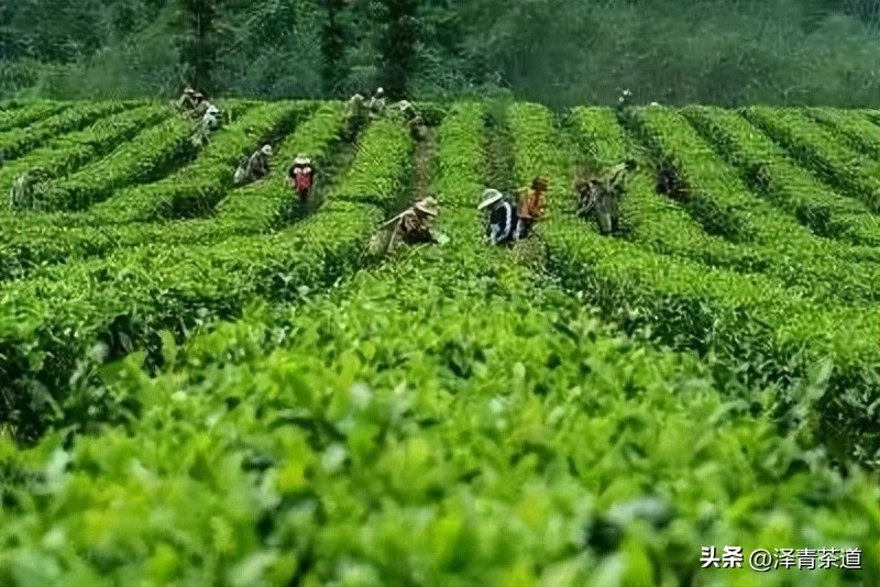 中国最优的十大名茶排名,最新中国十大名茶排名榜