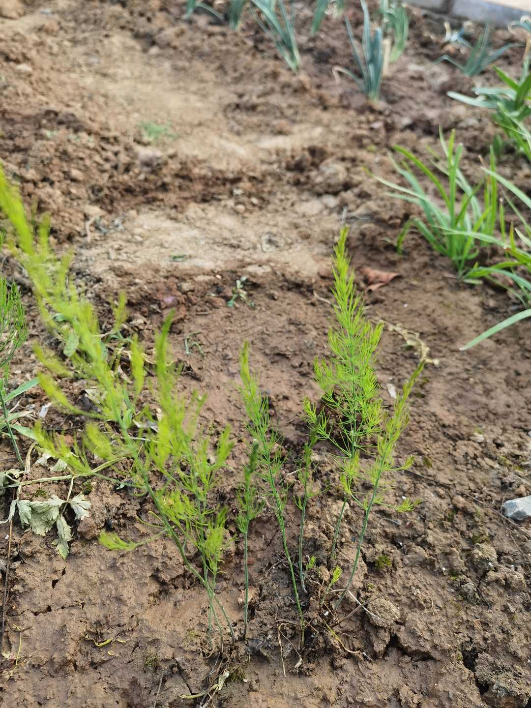 芦笋抗癌真的那么神奇吗,芦笋都是野生的吗