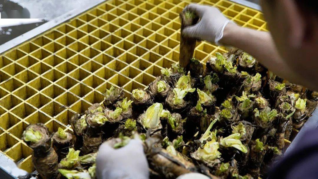 大叔摸黑种芽球菊苣，攻克芽球菊苣种植难题，一年销售额5000万元