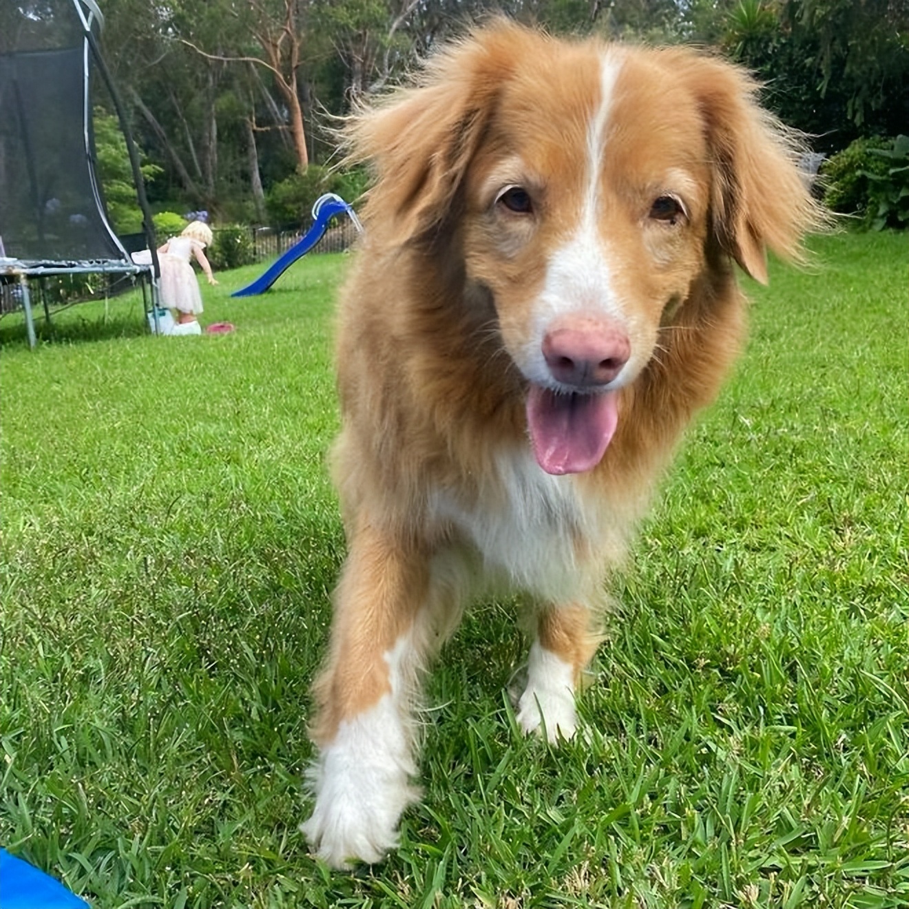 如何选择最适合你的宠物：狗和猫的区别与特点分析