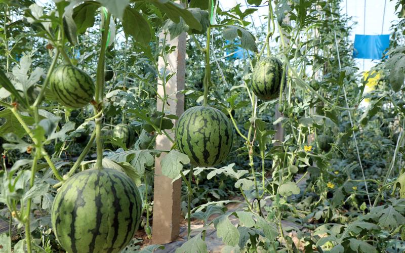 夏天吃哪些既清凉又健康水果,夏天到了这4种水果可多吃消暑