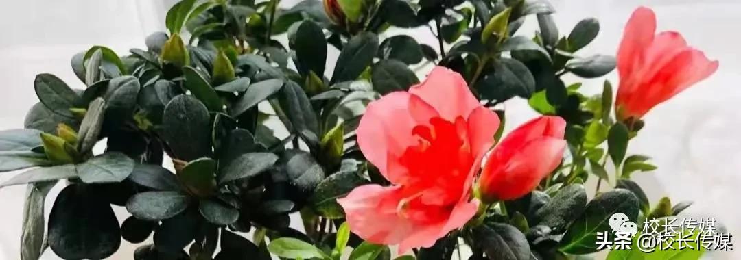 有效作业设计与实际应用心得体会,有效作业设计策略心得体会