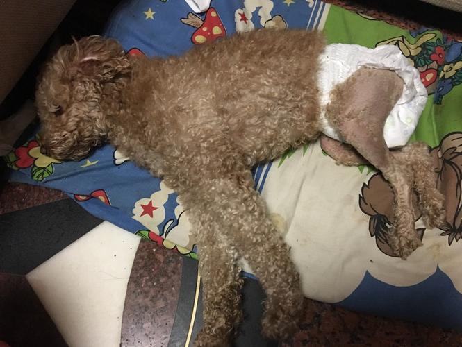 狗狗生病常见的治疗法,小狗生病了怎么救治才行呢