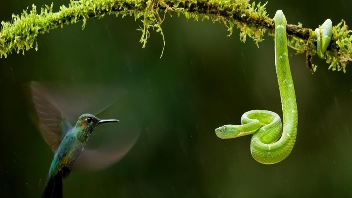 中国十大毒蛇纪录片完整版,中国哪个省毒蛇多