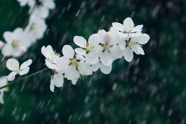 梅花淡淡香——记苏州大学“国培”有感