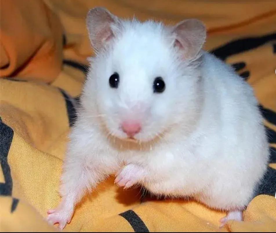 人们最喜欢的动物排名,最可爱的宠物仓鼠