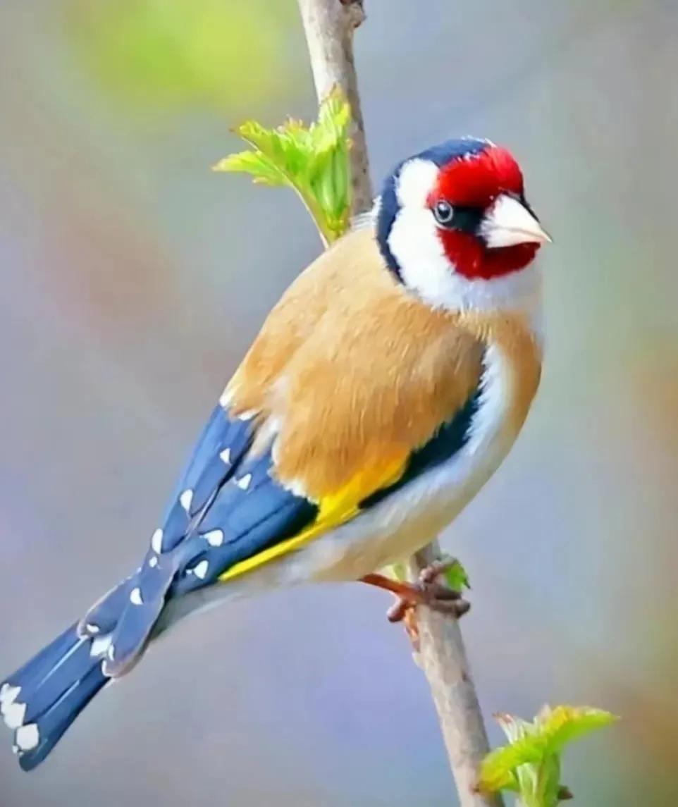 最美罕见的小鸟,全世界最罕见的小鸟