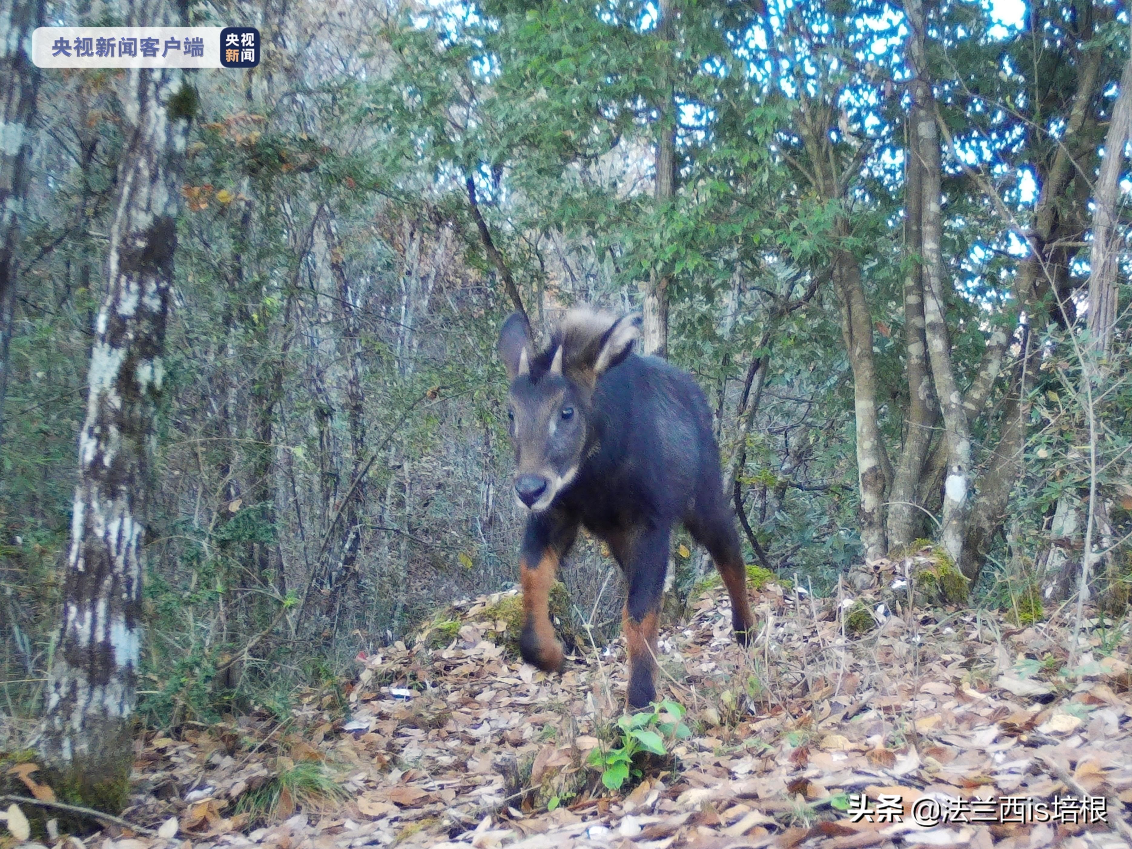 罕见的天马,罕见动物神兽