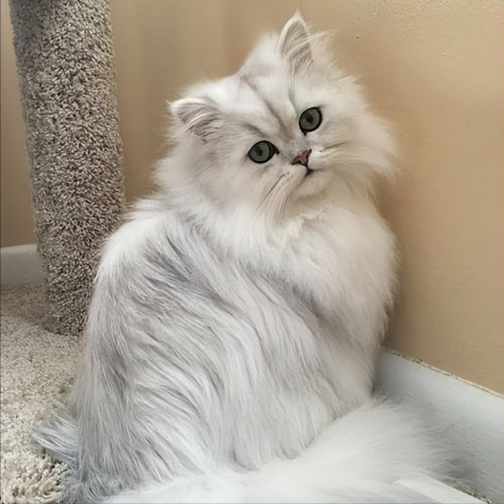 波斯猫怎么养才好养,波斯猫的优缺点是什么