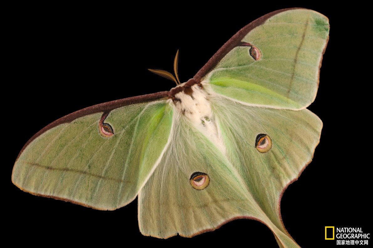 美国最神秘的物种,美国独有物种
