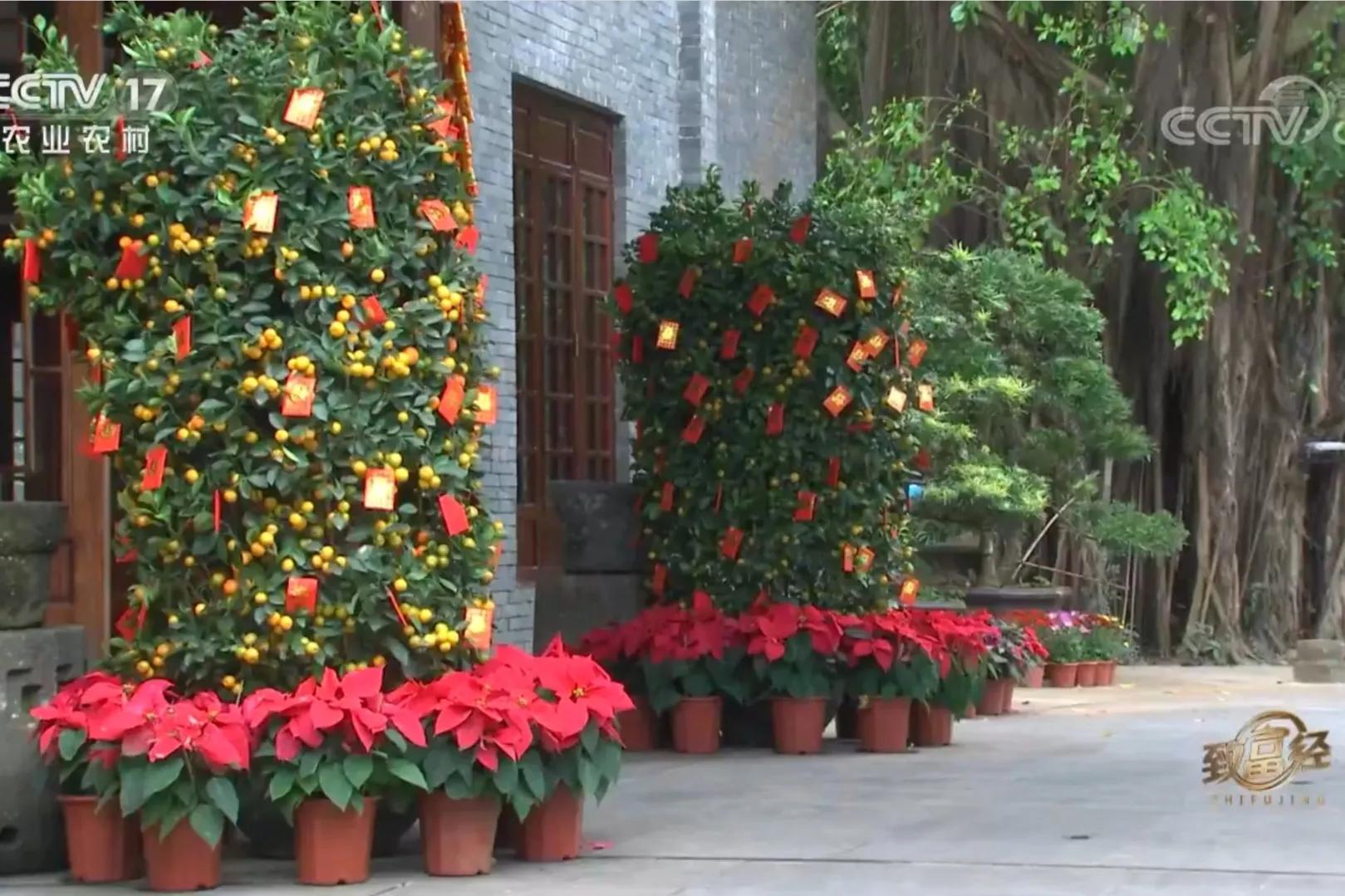 男子承包600多亩玉米血本无归,33岁男子承包900亩荒山