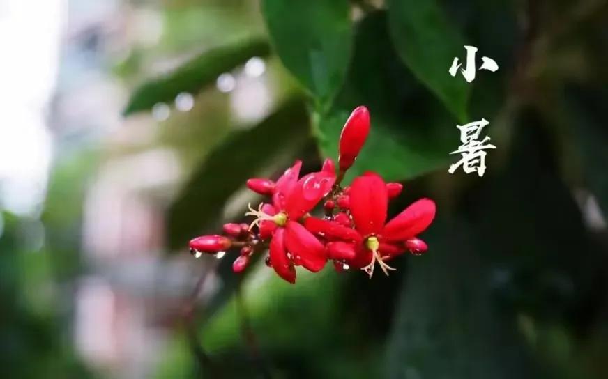 小暑节气最美问候图片,小暑节气早安问候图片