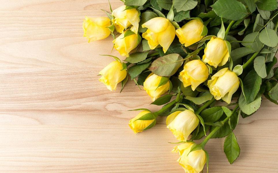 黄色玫瑰花代表什么象征意义,黄玫瑰代表什么意义和象征