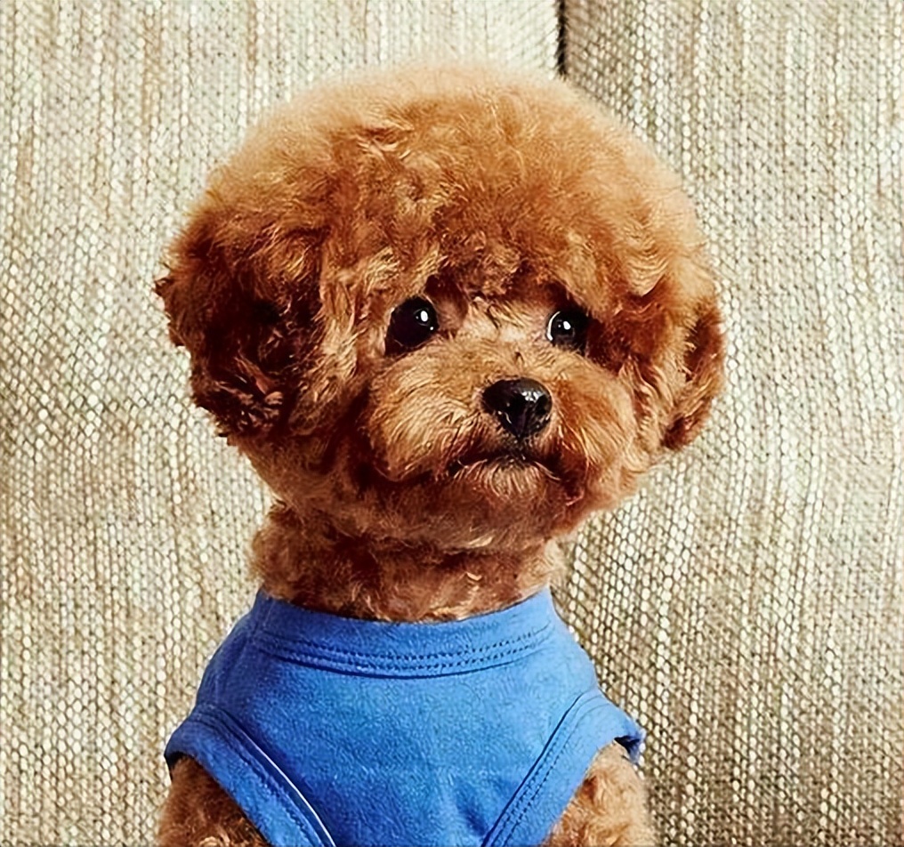 养白泰迪好还是白比熊好,雪纳瑞柯基比熊泰迪哪个好养