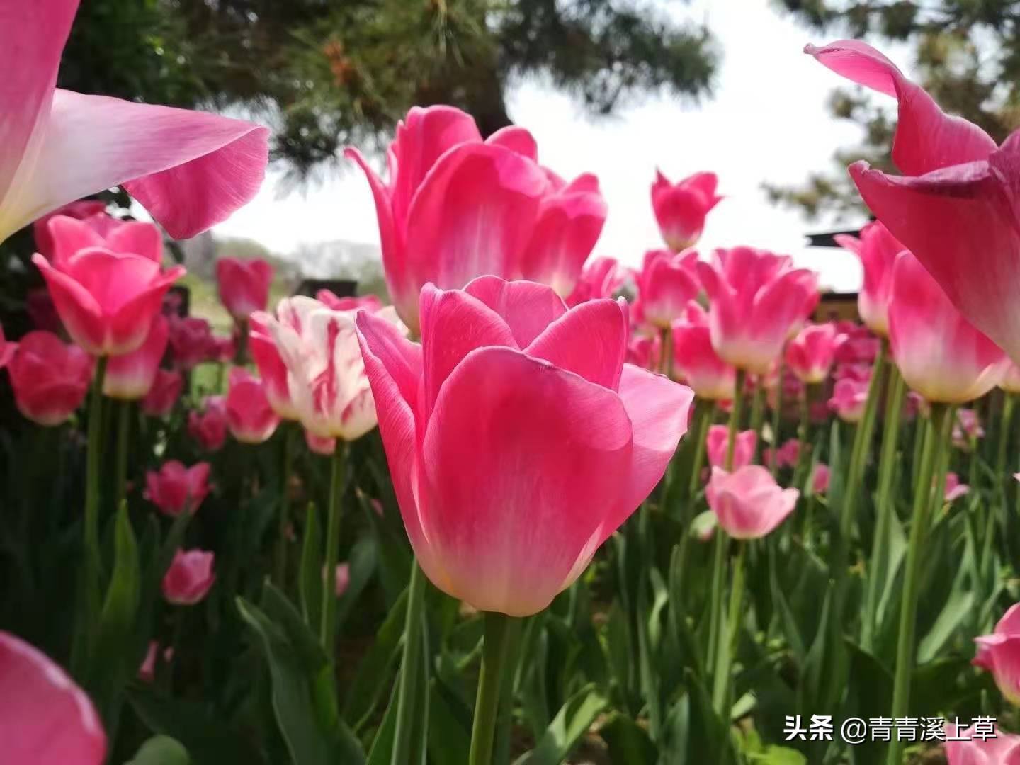 开封天波杨府最新视频,开封天波杨府表演时间