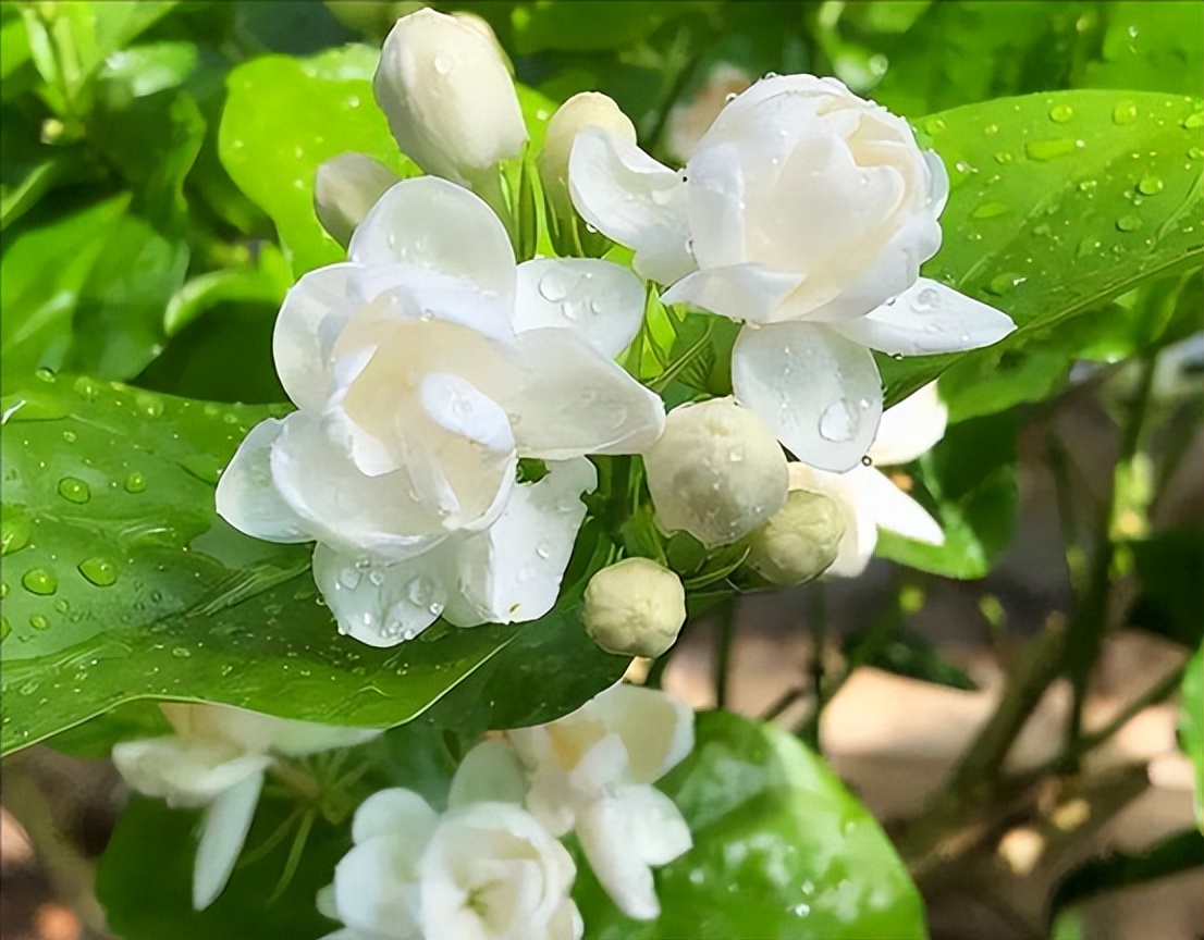 降温了花草室内过冬,降温了种菜