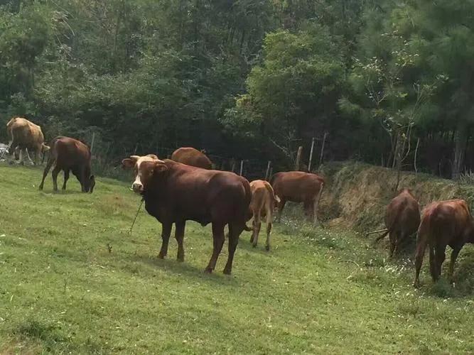 农村散养什么羊赚钱多,散养牛羊的最佳方法