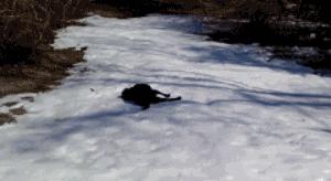 千万不要养黑狗,千万不要养黑色泰迪