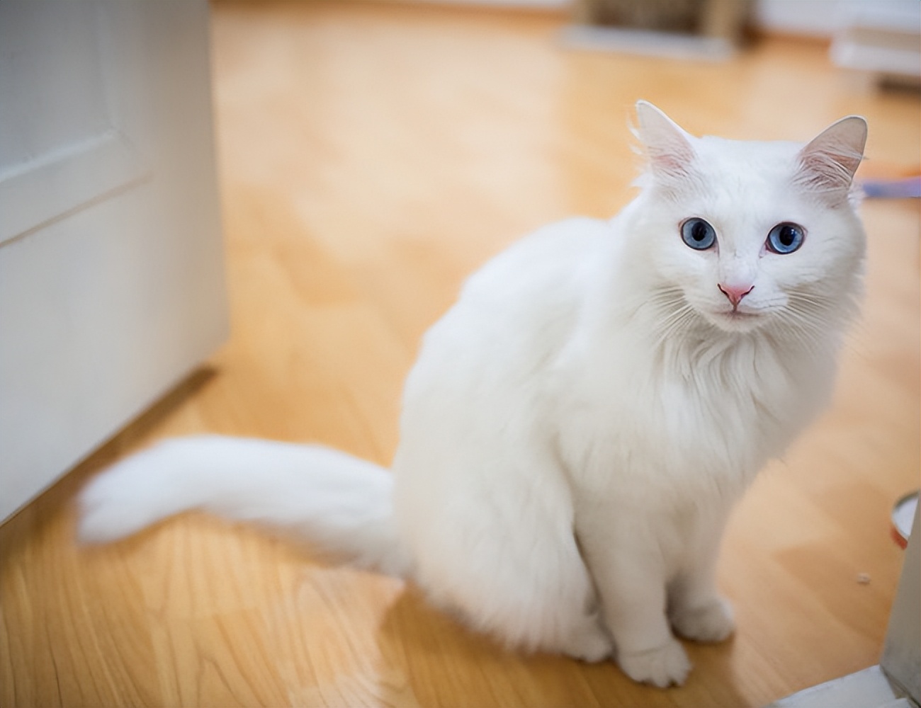 这世界上最可爱的猫咪都有几种,有哪些种类的猫咪最可爱现价500元