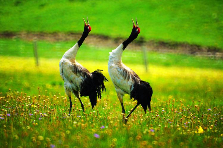 生态环境修复责任在实践中的问题,生态修复是美丽中国的重要途径