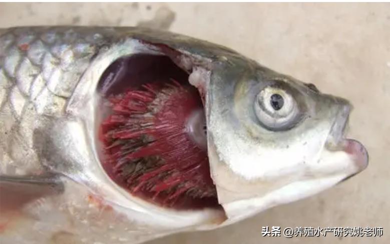 草鱼老三病症状,草鱼老三病怎么治