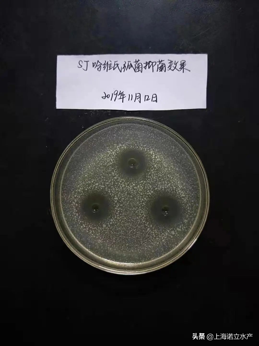 如何判断虾有没有弧菌了,为什么养虾弧菌越杀越多