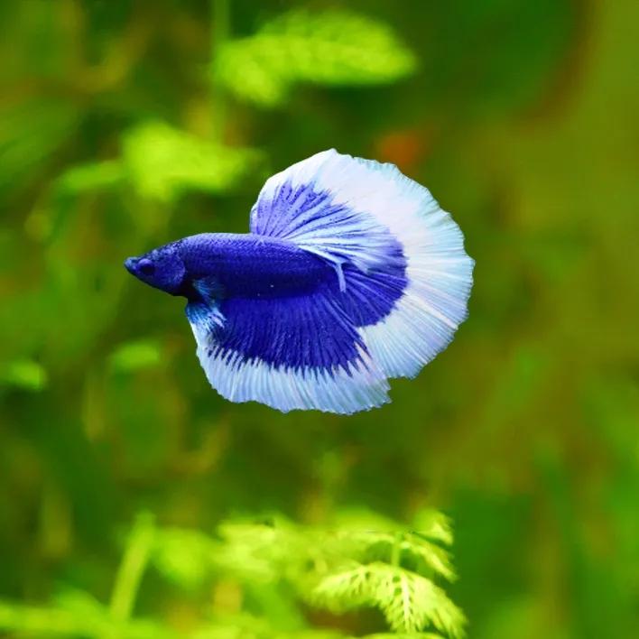 印尼斗鱼和泰国斗鱼的区别,印尼斗鱼能跟泰国斗鱼繁殖吗