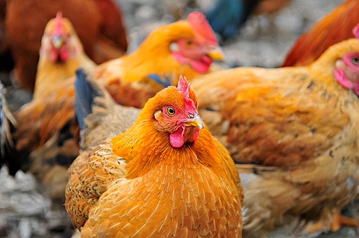 鸡蹬子多久能长出来,用什么药能让鸡长脚