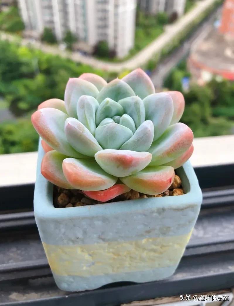 心理测试你喜欢哪种花,心理测试你更喜欢哪个色块