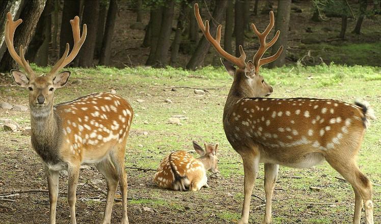 鹿一身都是宝,鹿茸那么贵为什么养鹿不赚钱
