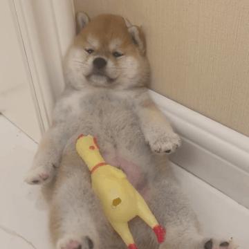 沙雕搞笑表情包头像,沙雕搞笑表情包图片静图